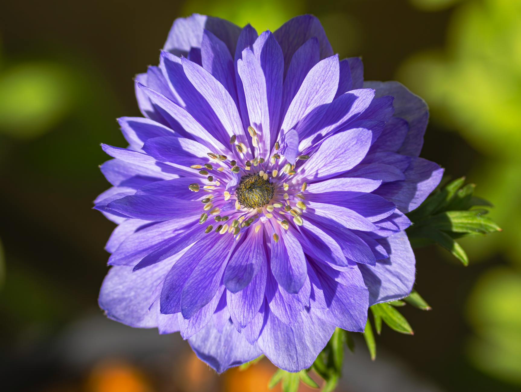 Zbliżenie fioletowego kwiatu anemonu na rozmytym zielonym tle
