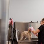 Groomer kąpie małego psa w profesjonalnym salonie przygotowując go do strzyżenia