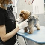 Groomer przycina sierść małego psa w nowoczesnym salonie dla zwierząt